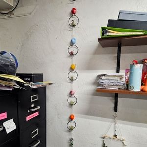 Air Plant Holder with Plants